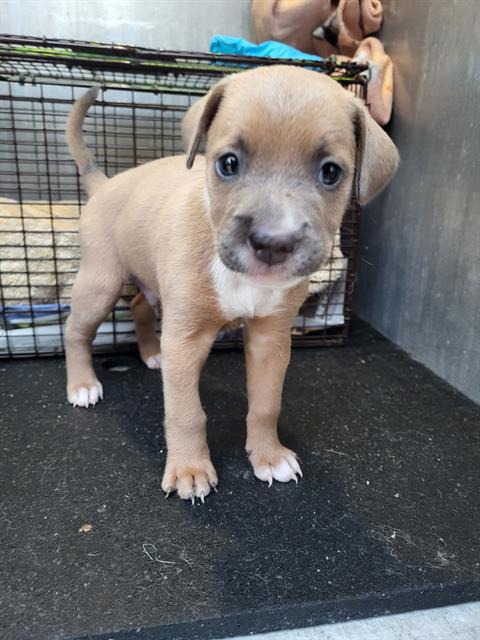 Frankenpaw, a Labrador Retriever (mix breed), available for adoption