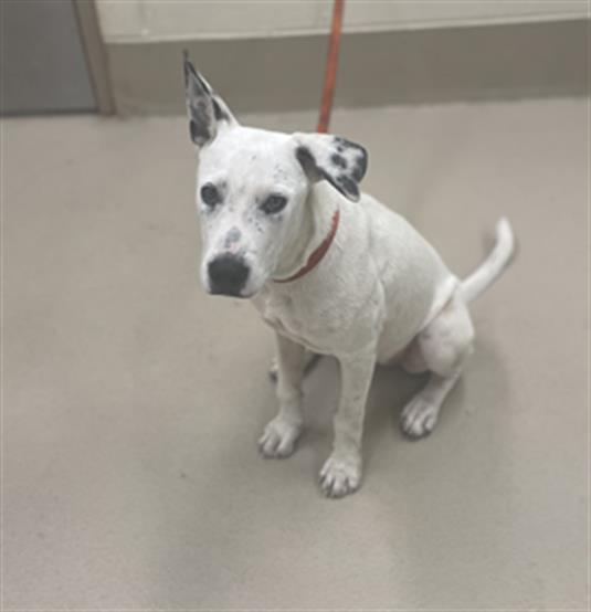 Stella, a Pit Bull Terrier (mix breed), available for adoption