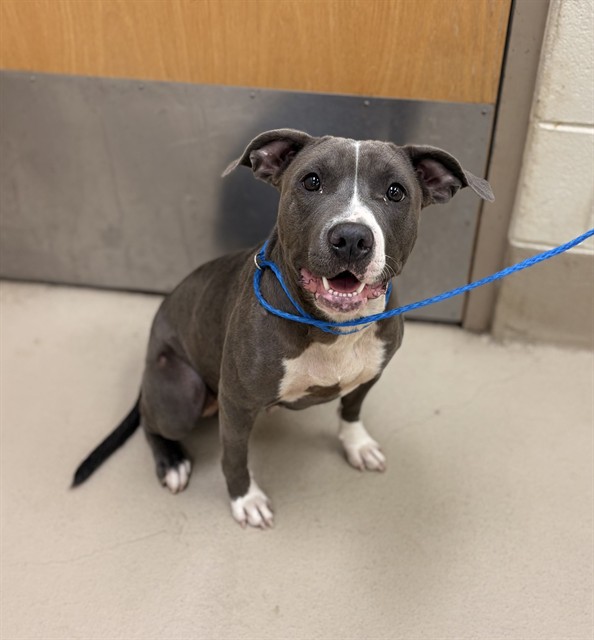 Lolli, a Pit Bull Terrier (mix breed), available for adoption