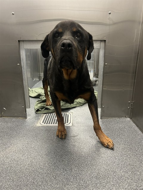 Lucky, a Rottweiler, available for adoption