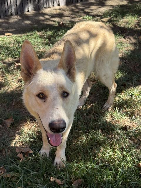 Crystal, a Shepherd, available for adoption