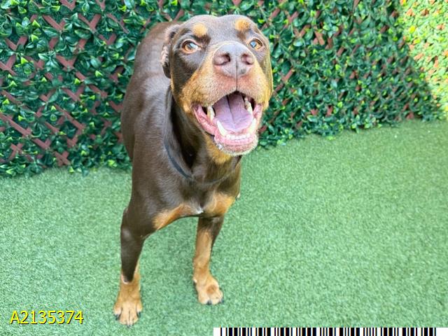 Cody, a Chocolate Labrador Retriever (mix breed), available for adoption