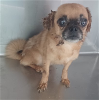 A5805310, a Pug, available for adoption