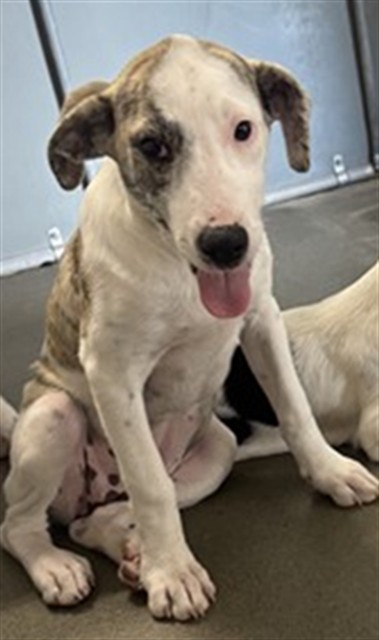 A035361, a Pointer (mix breed), available for adoption