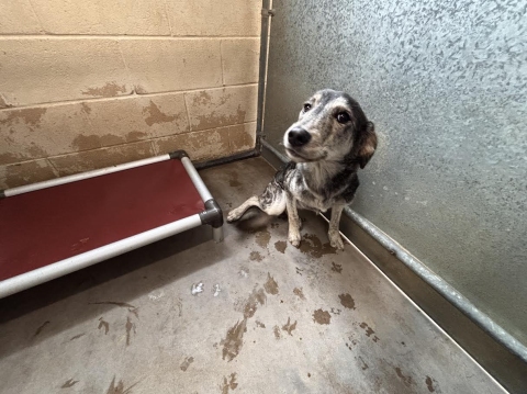 Hopper, a Greyhound (mix breed), available for adoption