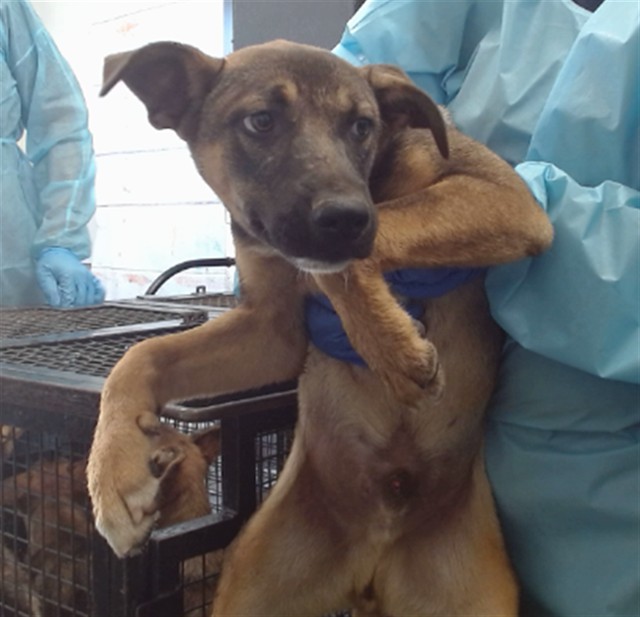 Claus, a Shepherd, available for adoption