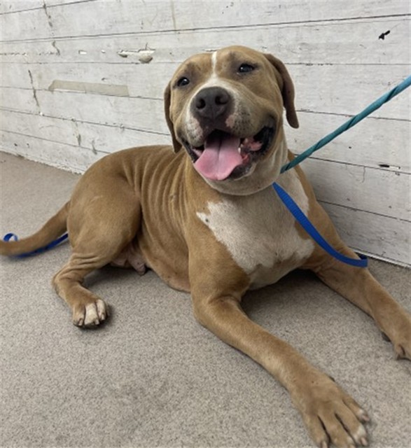 Pudding, a Pit Bull Terrier (mix breed), available for adoption
