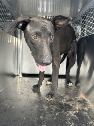Bethany, a Labrador Retriever, available for adoption