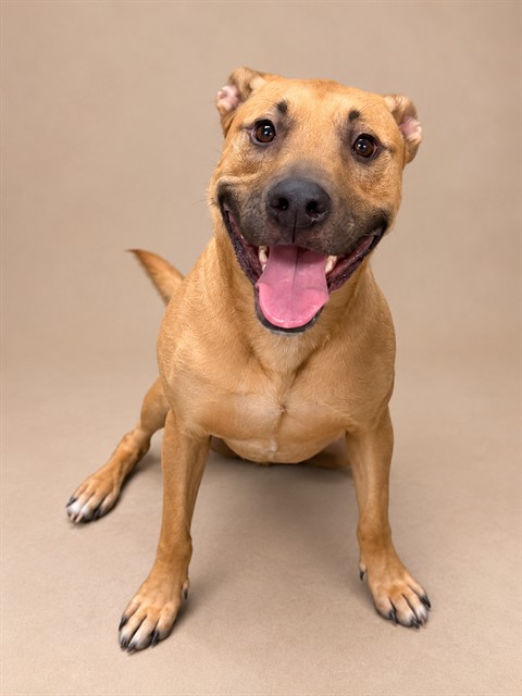 Luke, a German Shepherd, available for adoption