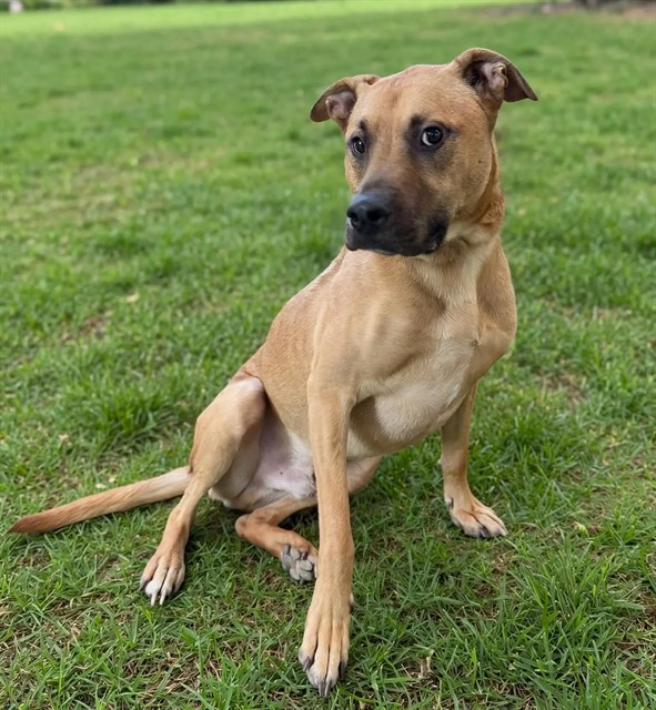 Luke, a German Shepherd, available for adoption