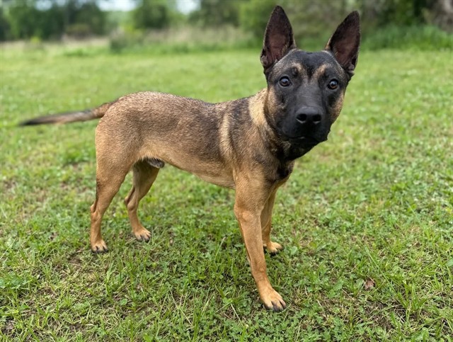 Moleculad, a Belgian Shepherd Malinois, available for adoption