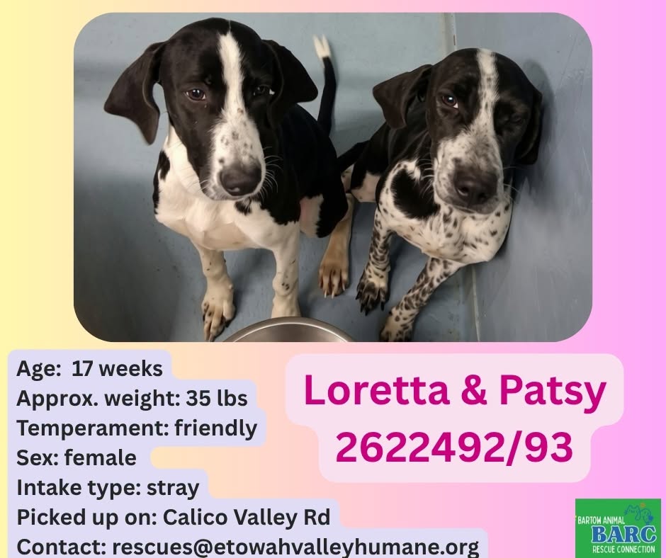 Loretta And Patsy, a Hound, available for adoption