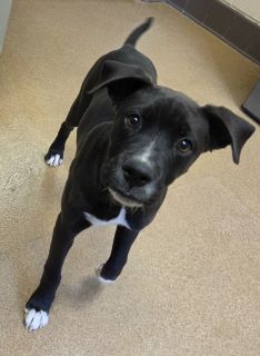 Flounder, a Boxer (mix breed), available for adoption