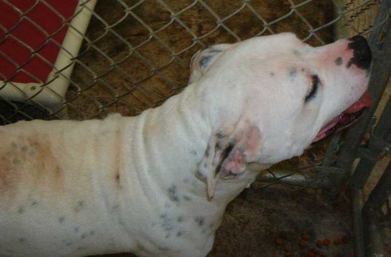 Other Photos of thie Dog