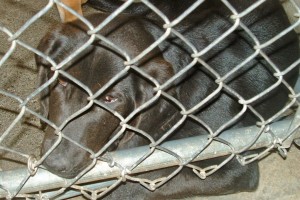 Main Photo of this Dog
