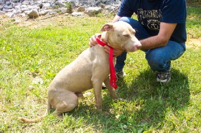 Other Photos of thie Dog