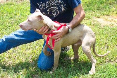 Other Photos of thie Dog