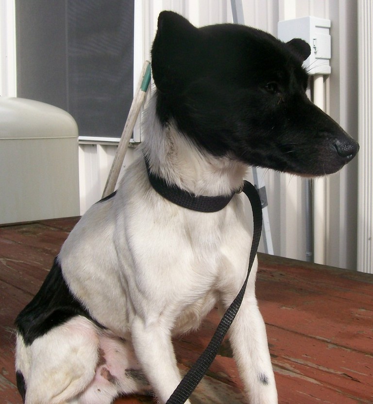 Other Photos of thie Dog