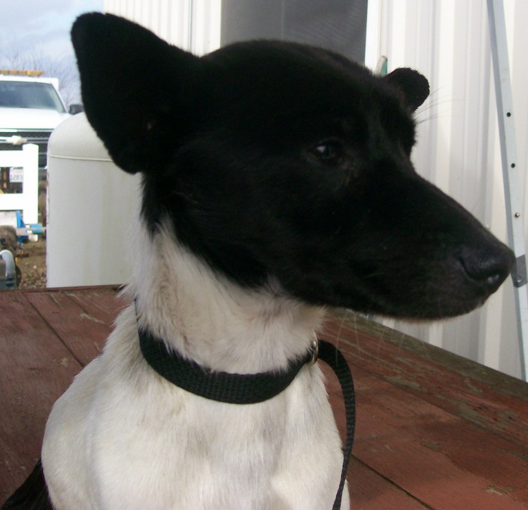 Other Photos of thie Dog