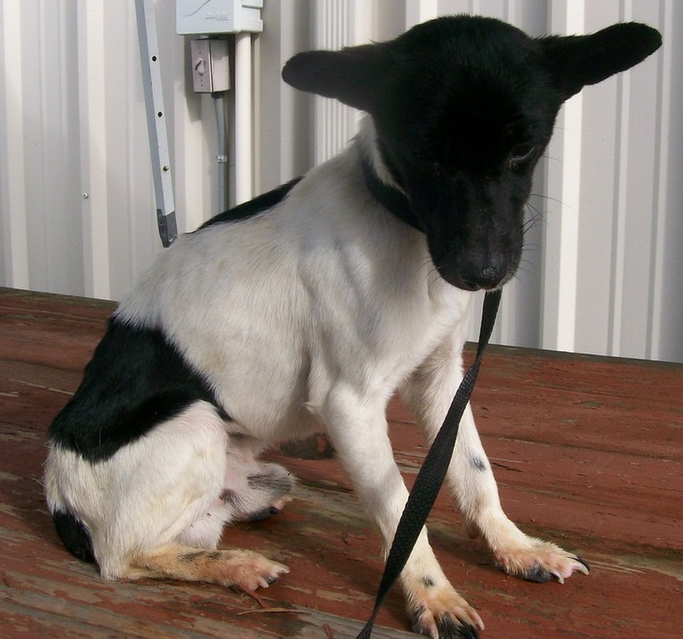 Other Photos of thie Dog