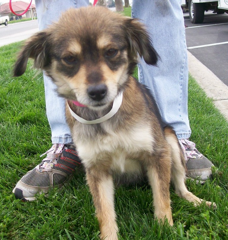 Other Photos of thie Dog