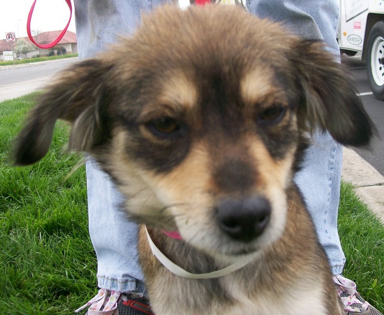 Other Photos of thie Dog