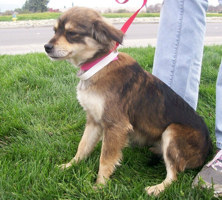 Other Photos of thie Dog