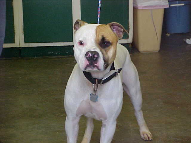 Other Photos of thie Dog