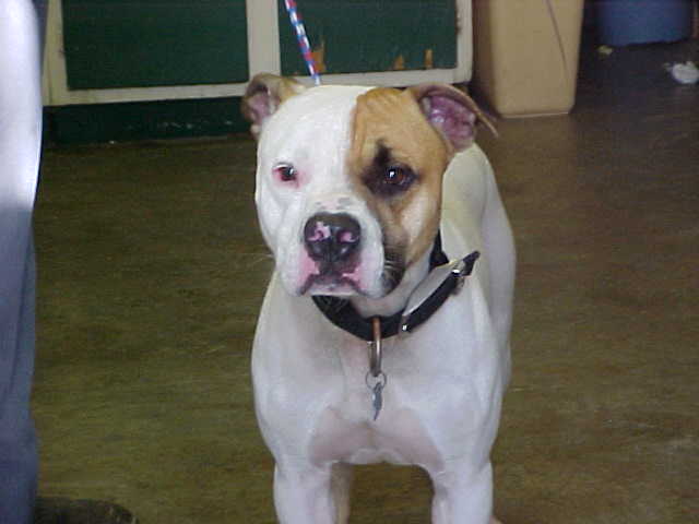 Other Photos of thie Dog