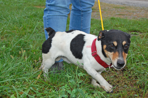 Other Photos of thie Dog