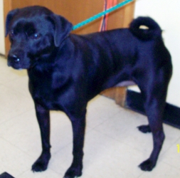 Main Photo of this Dog