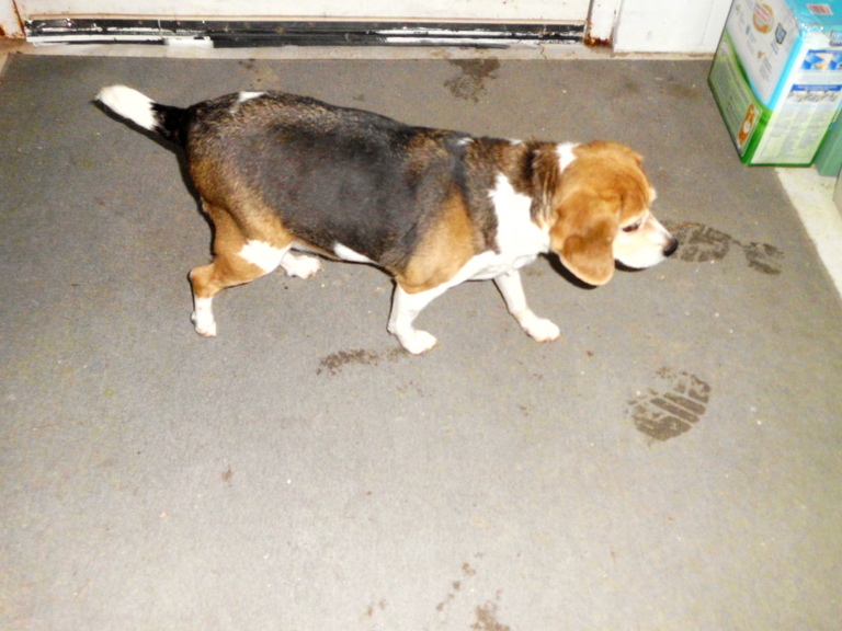 Other Photos of thie Dog