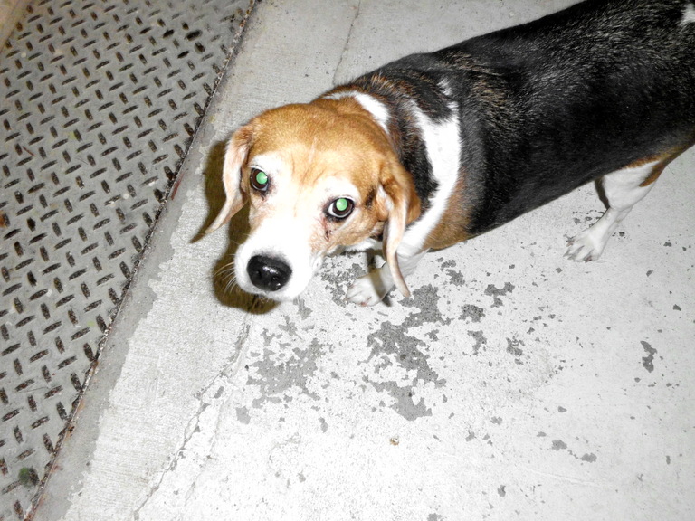 Other Photos of thie Dog