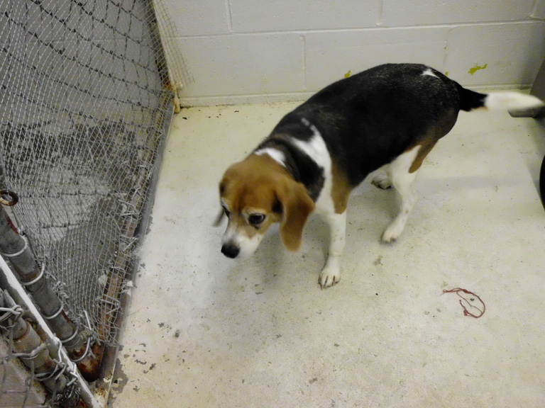 Other Photos of thie Dog