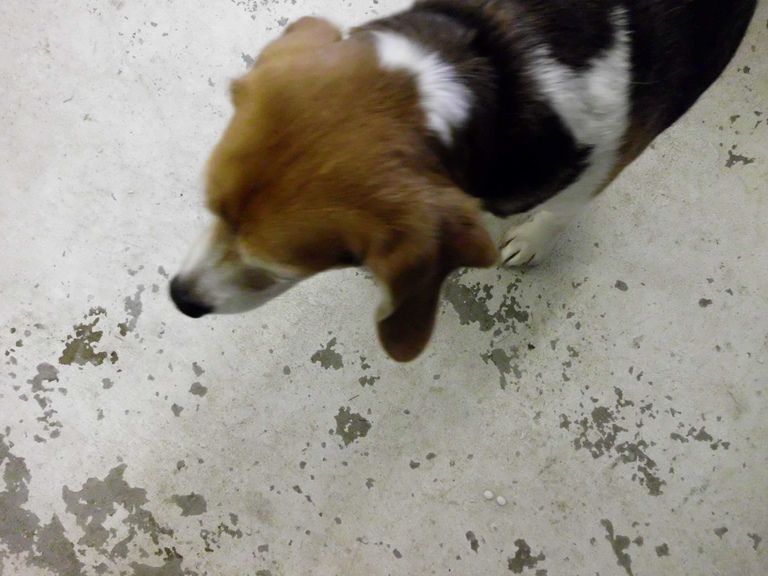 Other Photos of thie Dog