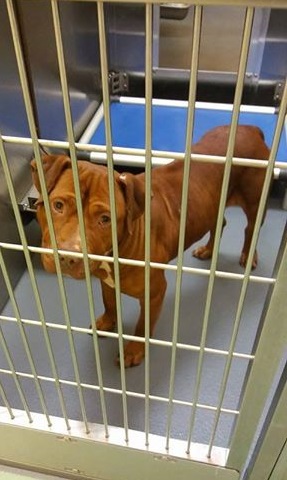 Other Photos of thie Dog