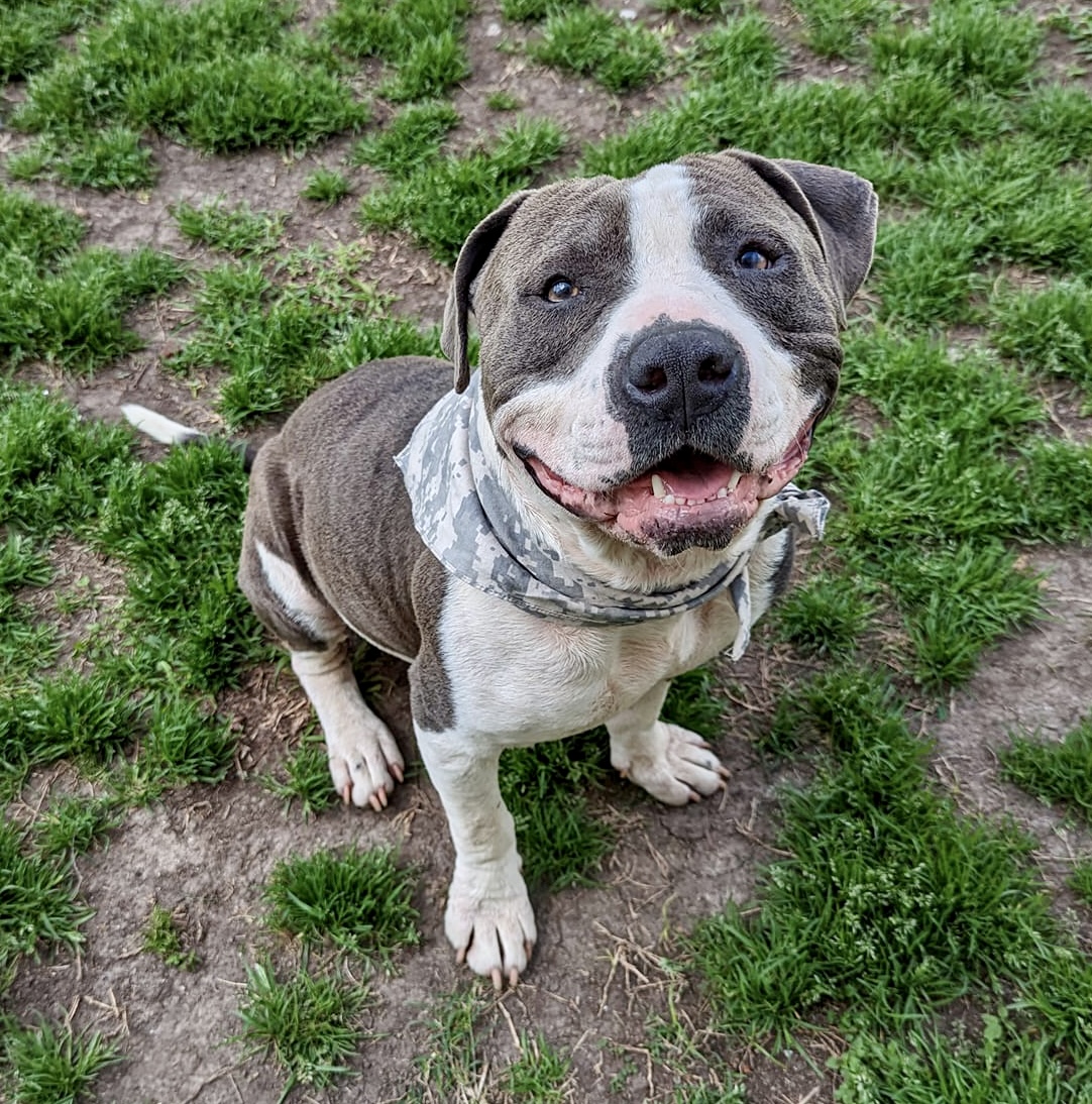 Main Photo of this Dog