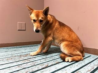 Other Photos of thie Dog