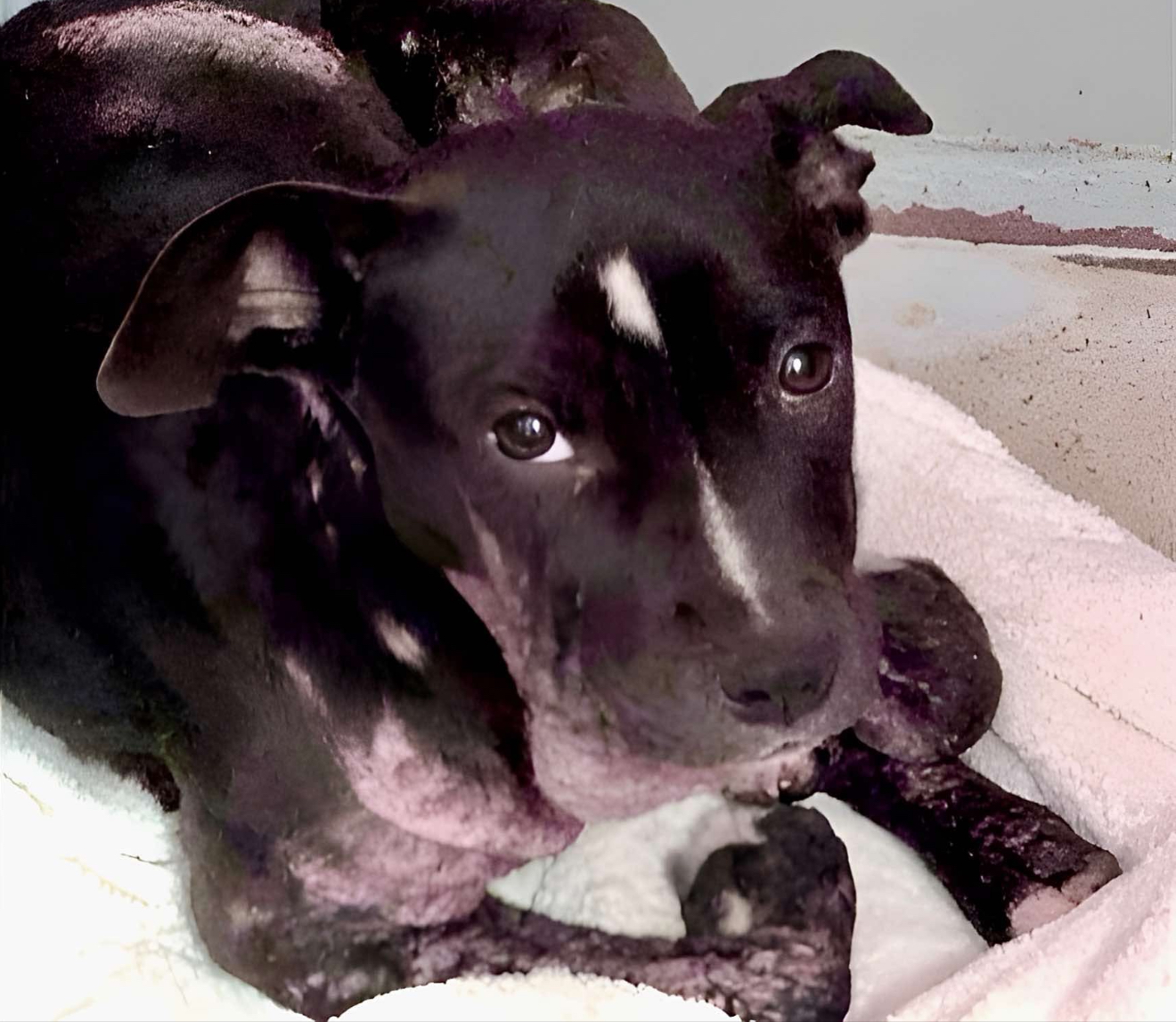 Main Photo of this Dog