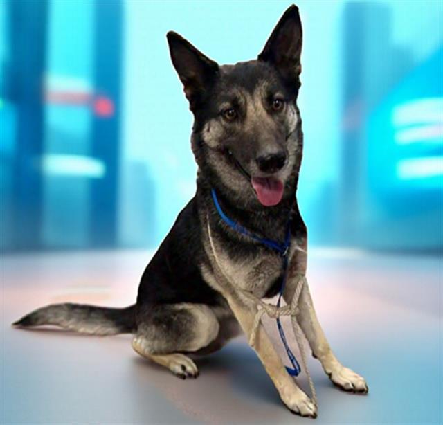 Main Photo of this Dog