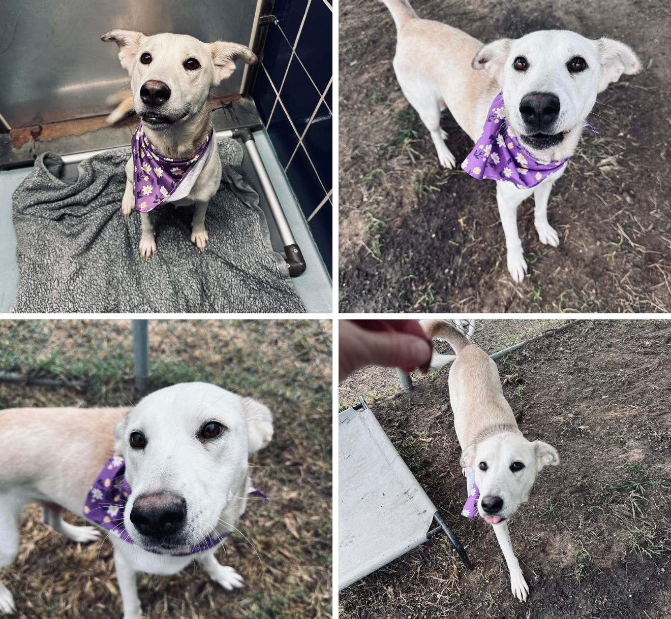 Other Photos of thie Dog