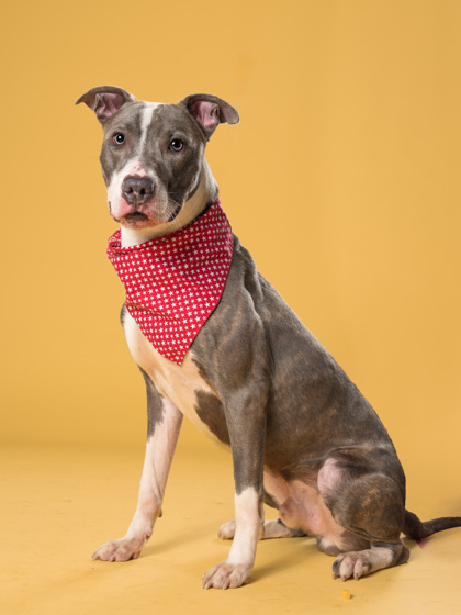 Kent, a Terrier, available for adoption