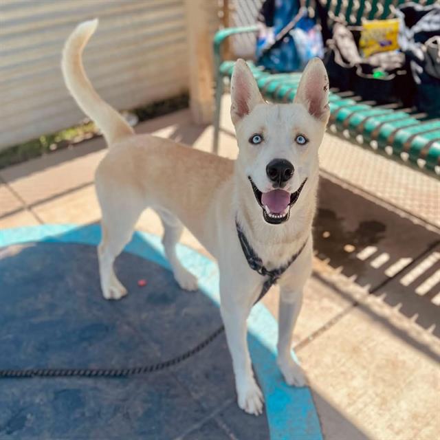 Cheez It, a Akita, available for adoption