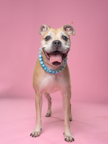 Mother Goose, a Terrier, available for adoption