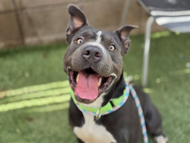 Alder, a Pit Bull Terrier, available for adoption