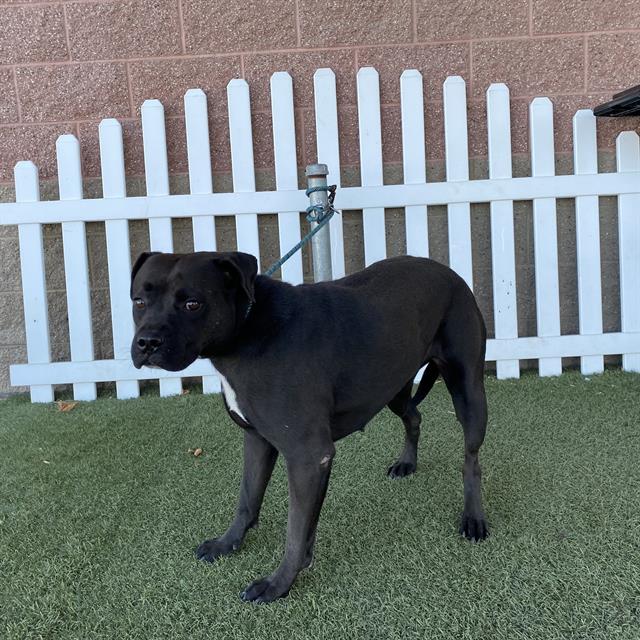 Shaban, a Pit Bull Terrier, available for adoption