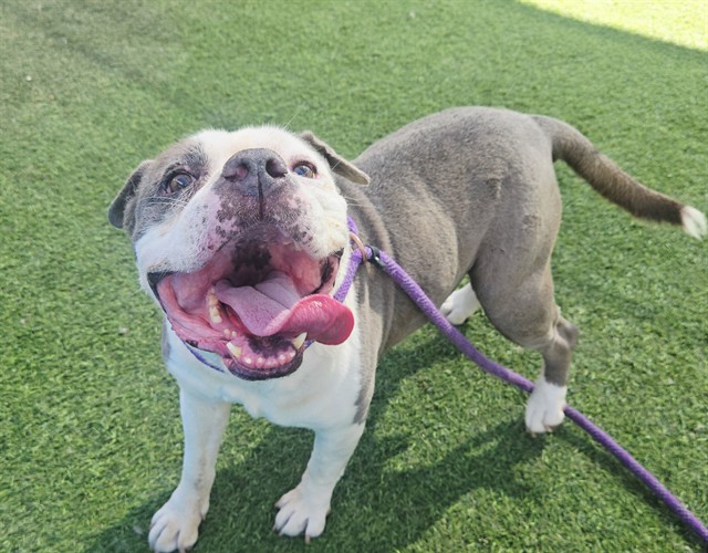Grin, a English Bulldog (mix breed), available for adoption