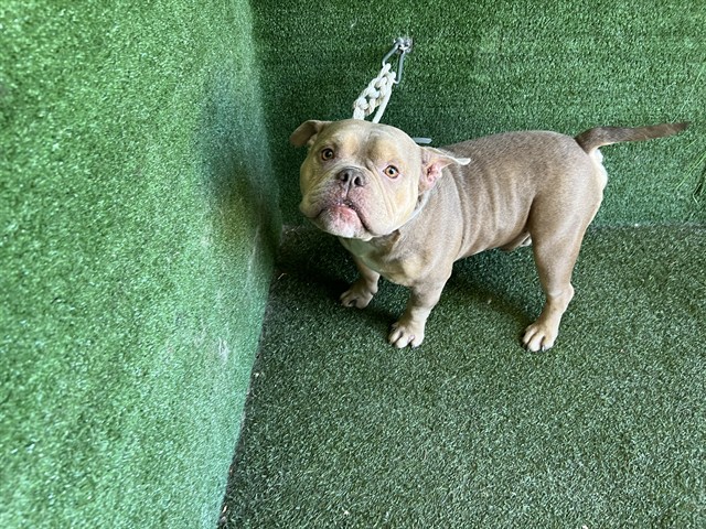 A5791047, a American Bulldog, available for adoption