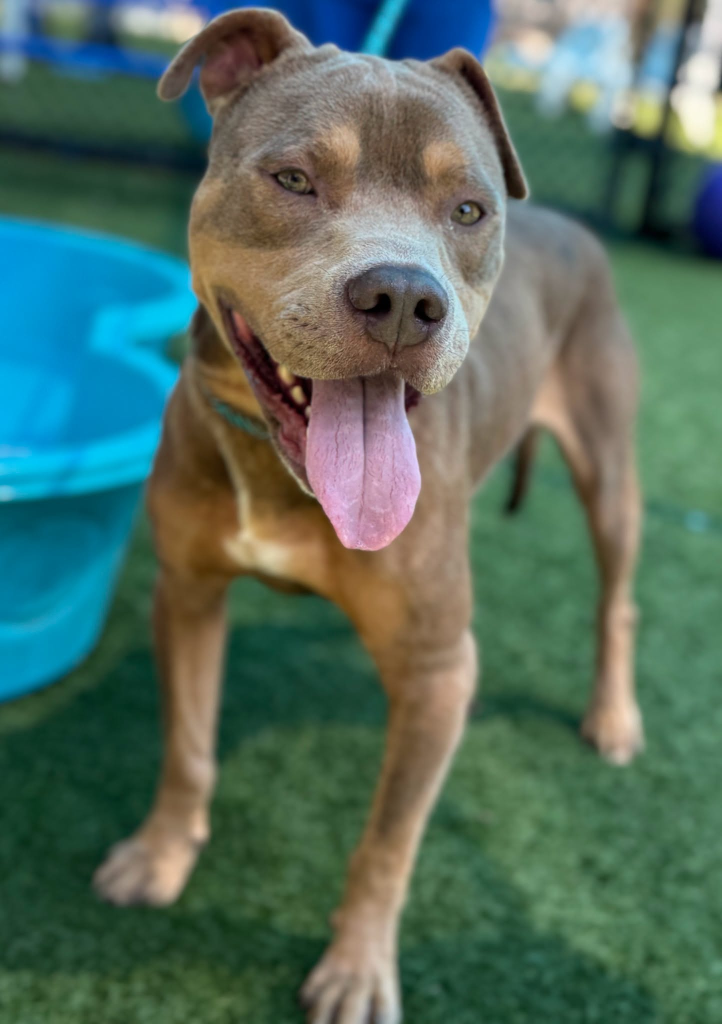 Maverick, a American Staffordshire Terrier, available for adoption