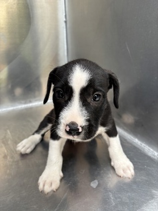 Sebastian, a Terrier, available for adoption